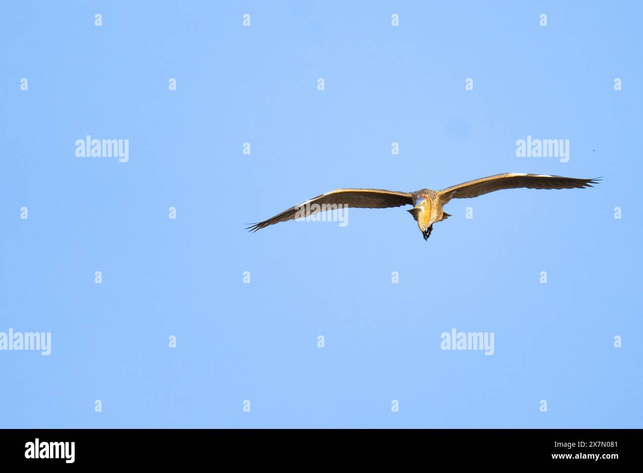 Purpurreiher (Ardea purpurea) im Flug dieser Reiher kommt in Afrika, Mittel- und Südeuropa sowie Süd- und Ostasien vor. Es steht bei Stockfoto