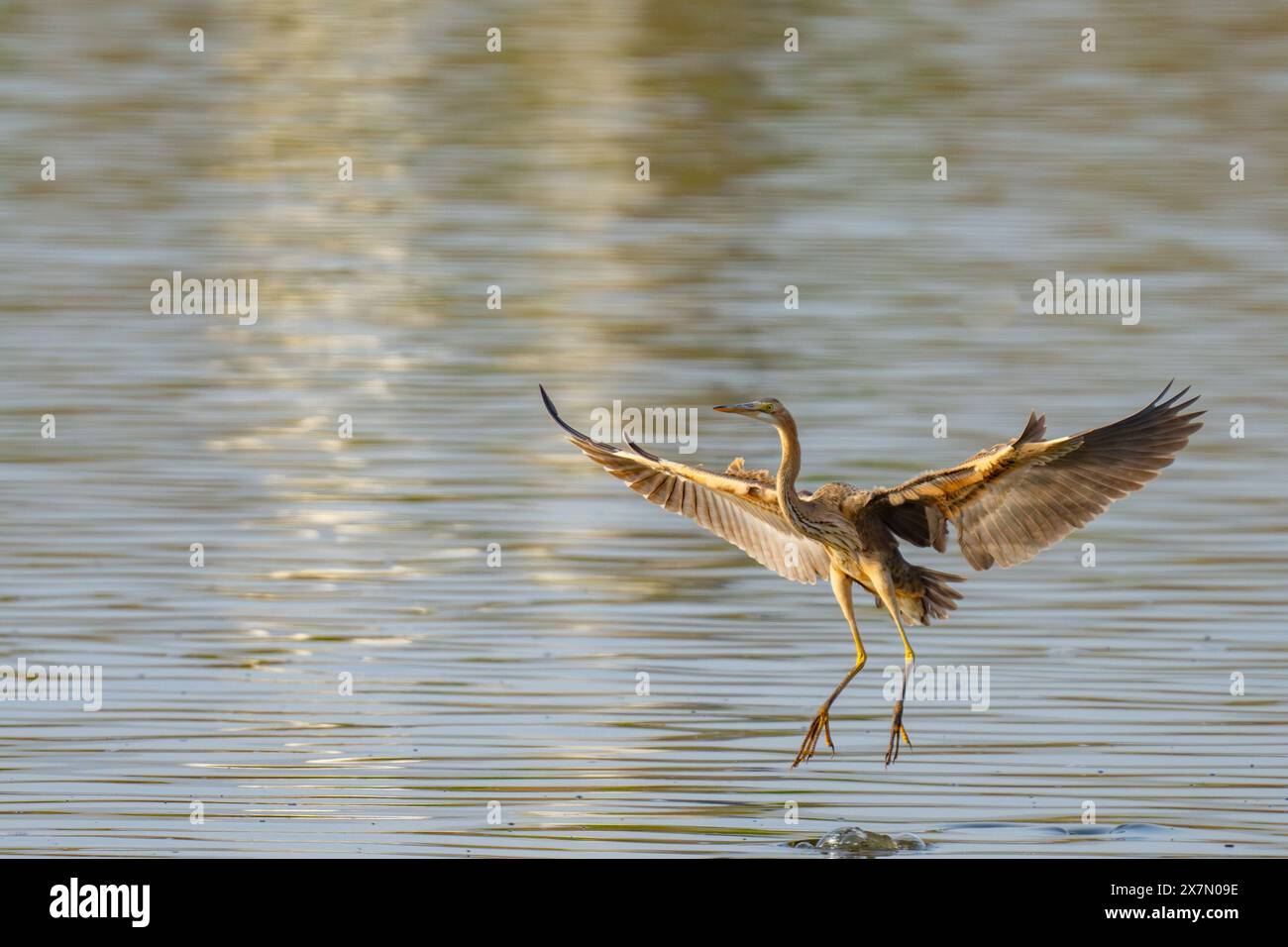 Purpurreiher (Ardea purpurea) beim Nahrungssuche. Dieser Reiher kommt in Afrika, Mittel- und Südeuropa sowie Süd- und Ostasien vor. Es steht um sich herum Stockfoto