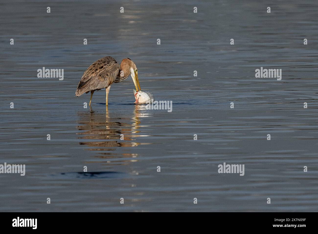 Purpurreiher (Ardea purpurea) beim Nahrungssuche. Dieser Reiher kommt in Afrika, Mittel- und Südeuropa sowie Süd- und Ostasien vor. Es steht um sich herum Stockfoto