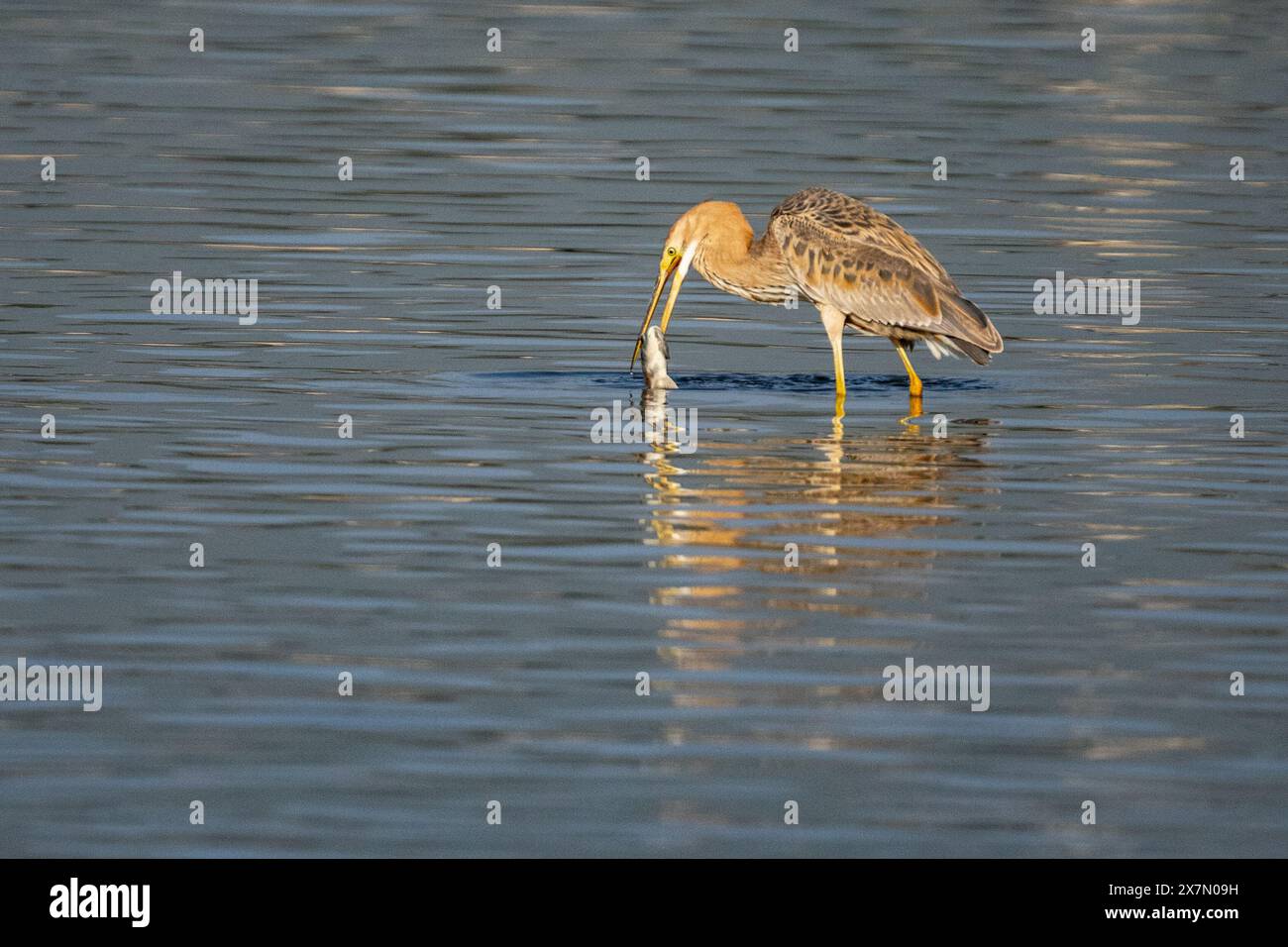 Purpurreiher (Ardea purpurea) beim Nahrungssuche. Dieser Reiher kommt in Afrika, Mittel- und Südeuropa sowie Süd- und Ostasien vor. Es steht um sich herum Stockfoto