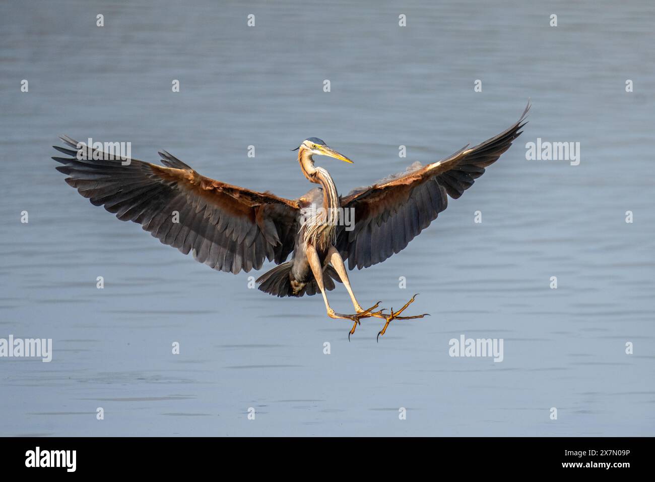 Purpurreiher (Ardea purpurea) im Flug dieser Reiher kommt in Afrika, Mittel- und Südeuropa sowie Süd- und Ostasien vor. Es steht bei Stockfoto