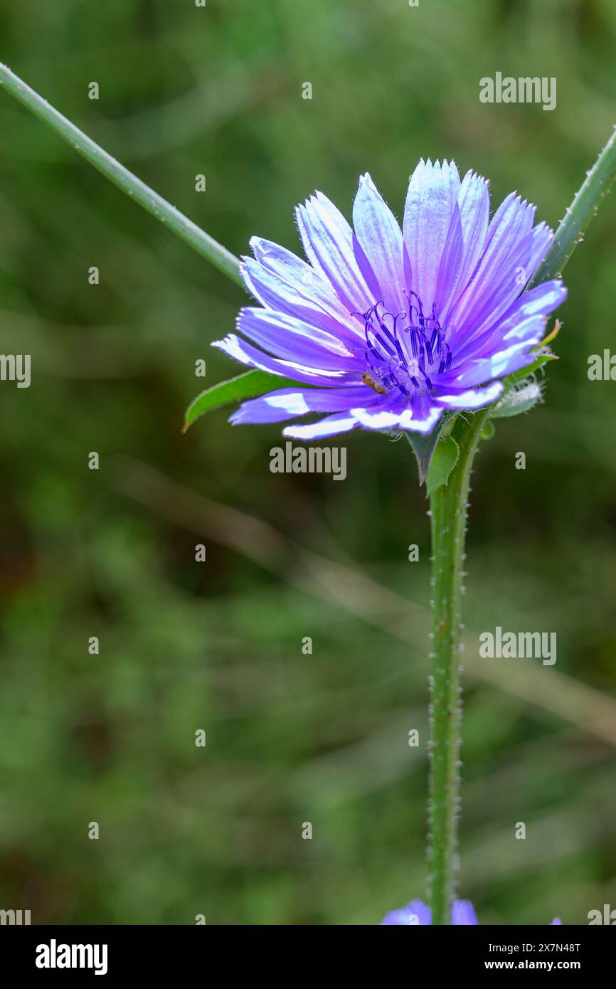 Cichorium pumilum, fotografiert im Mai in Obergaliläa, Israel Cichorium pumilum ist eine mediterrane Pflanzenart im Stamm Stockfoto