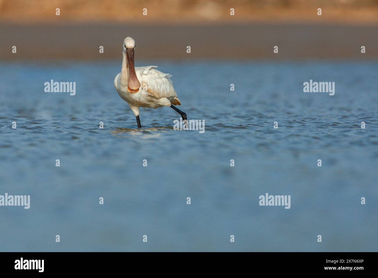 Eurasische Löffelschnabel (Platalea leucorodia) Fütterung. Fotografiert in Israel im November Stockfoto