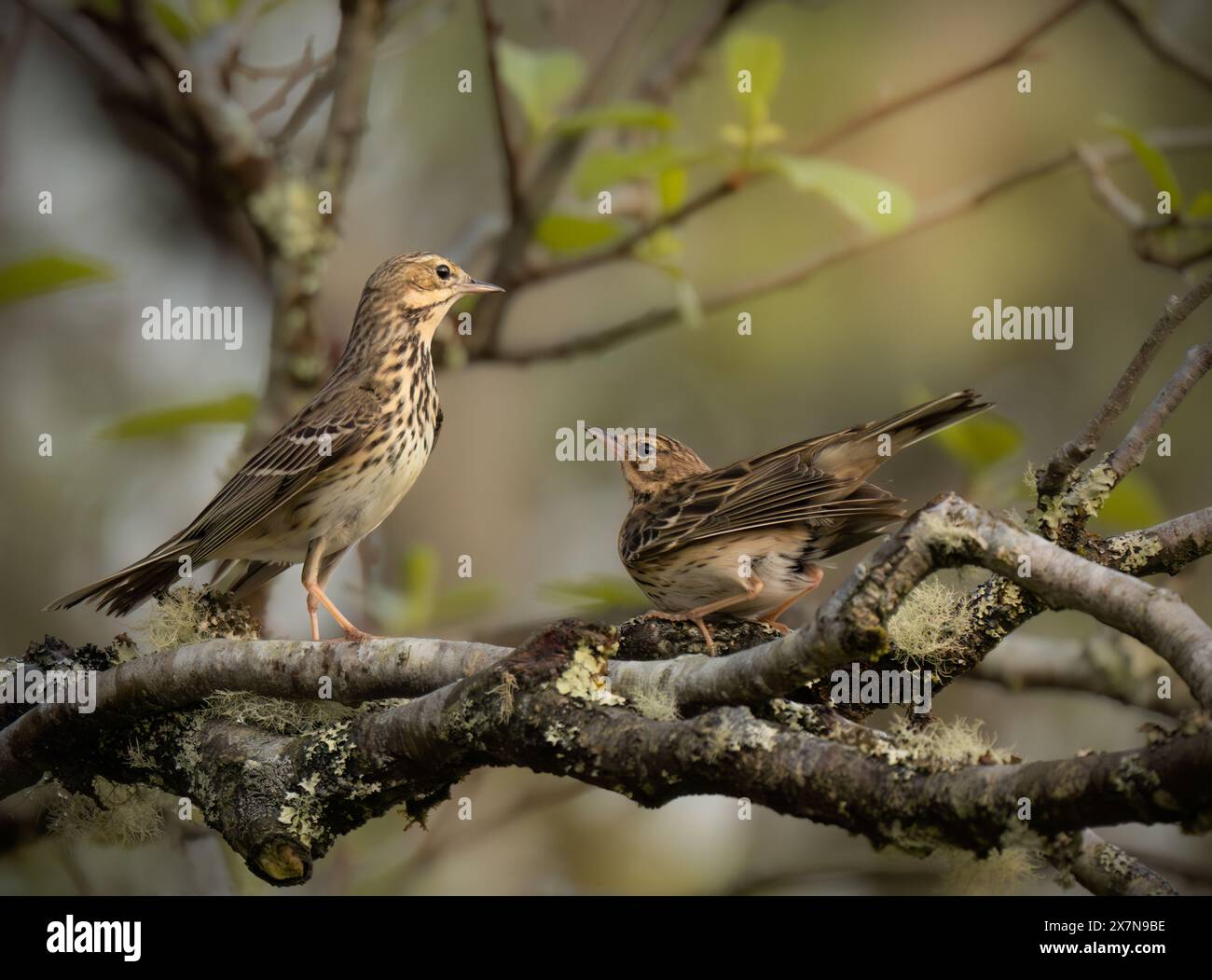 Männliche und weibliche Baumpipits (Anthus trivialis) mit Balzverhalten, Schottland Stockfoto