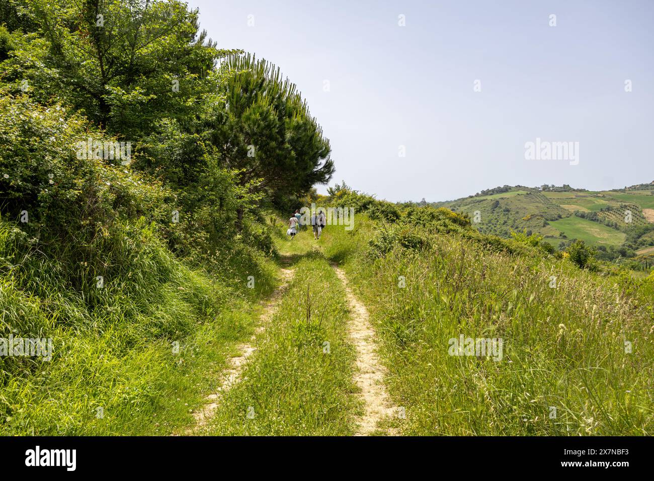 Wandern auf den Hügeln von Kavaja, Beden Wald Stockfoto