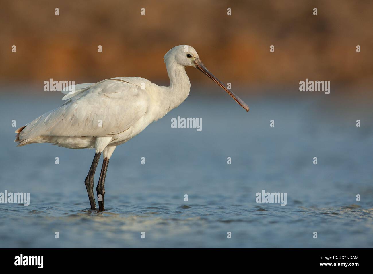 Eurasische Löffelschnabel (Platalea leucorodia) Fütterung. Fotografiert in Israel im November Stockfoto