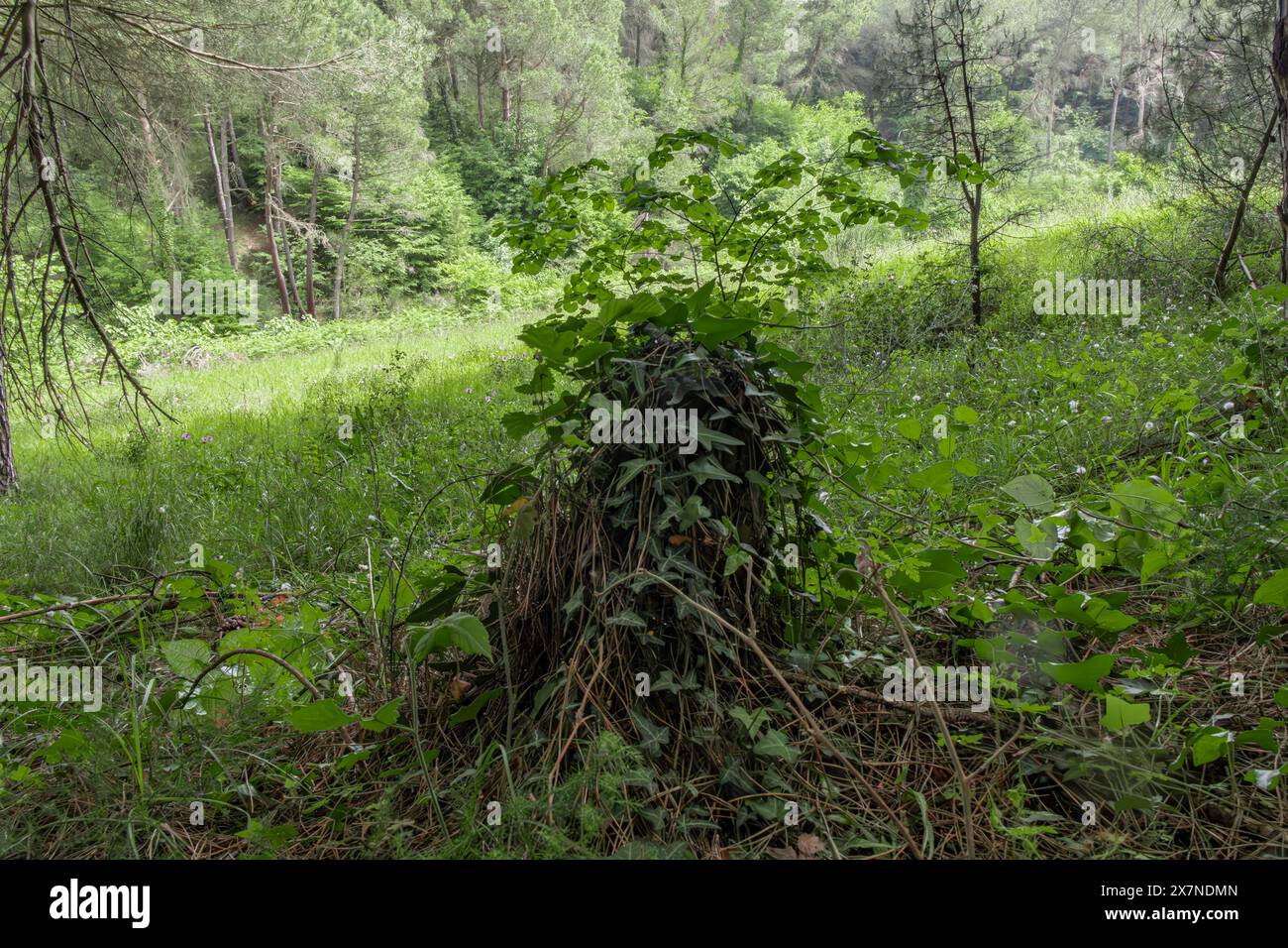 „Der smaragdgrüne Schatz der Natur liegt im Herzen des Waldes, wo jede Ecke neue Schönheit offenbart. 🌿🌲' Stockfoto