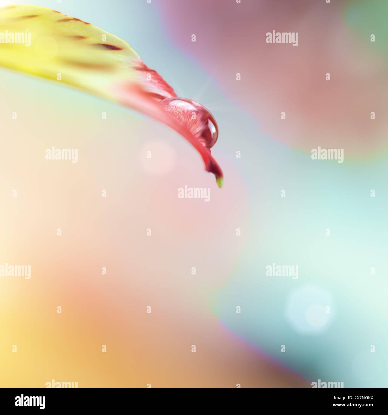 Tau auf einem Blatt einer Blume, ein Tropfen Wasser, Astrologie Stockfoto