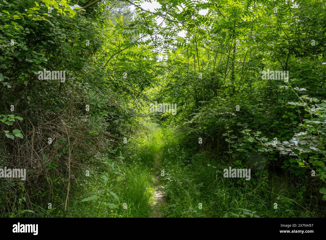 Die Kathedrale der Natur, in der die Bäume wie Säulen hoch stehen und das Baldachin ein grünes Dach bildet. 🌲🙏' Stockfoto