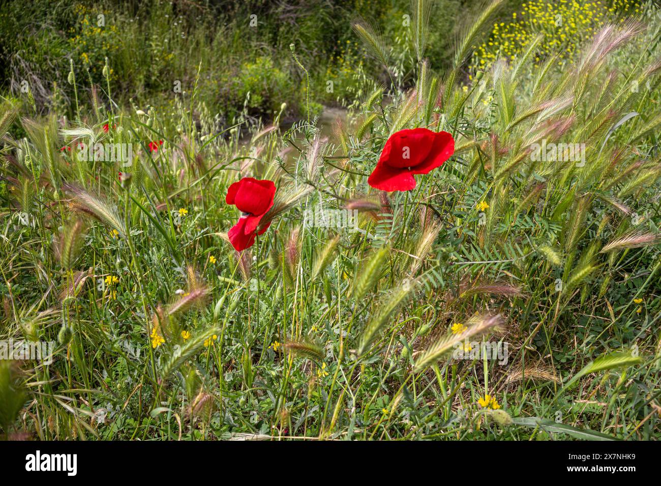 Eine Symphonie aus Rot und Grün in den Mohnfeldern. 🎶🌿' Stockfoto