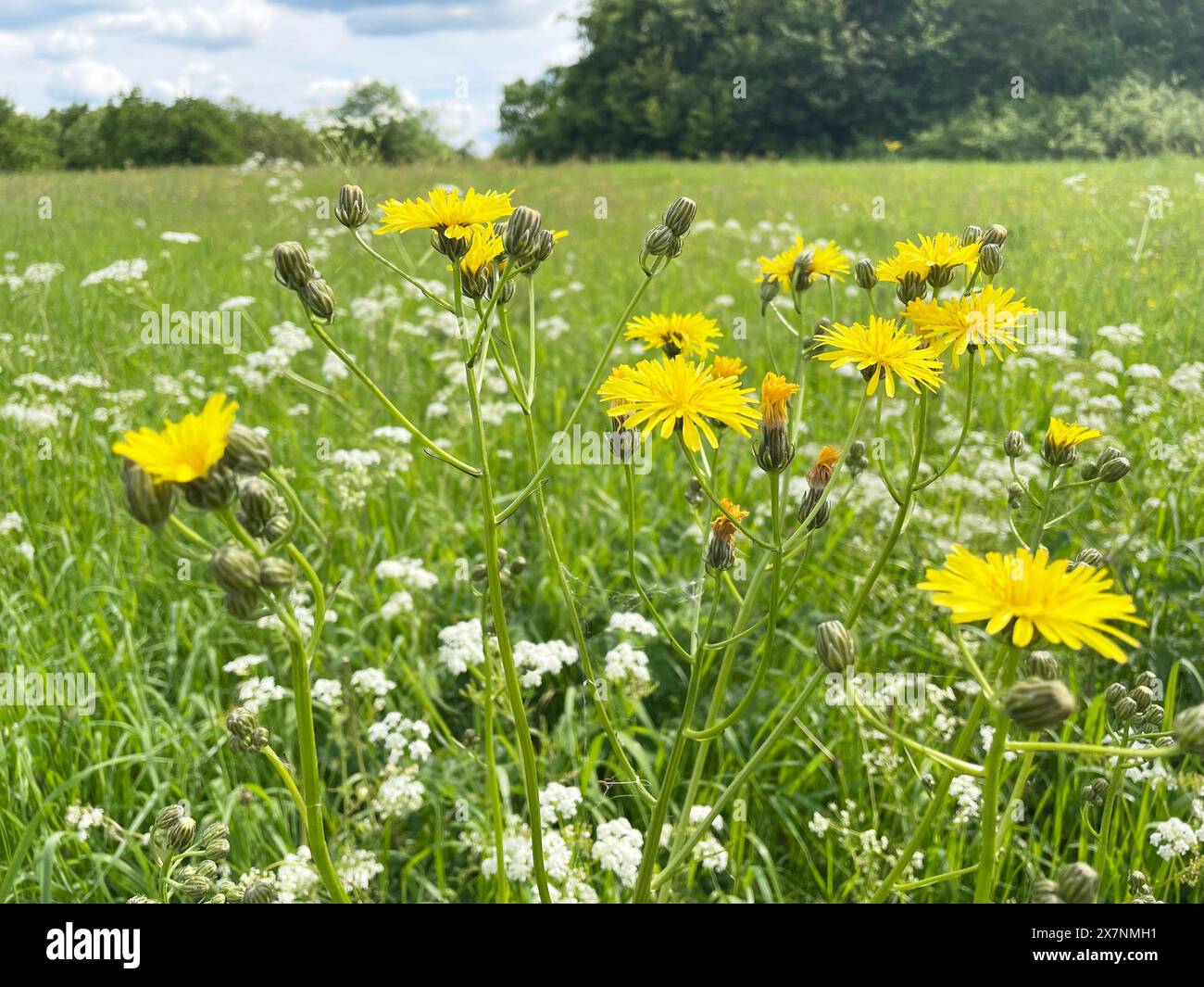 ROUGH HAWKSBEARD - Crepis biemis. Foto: Tony Gale Stockfoto