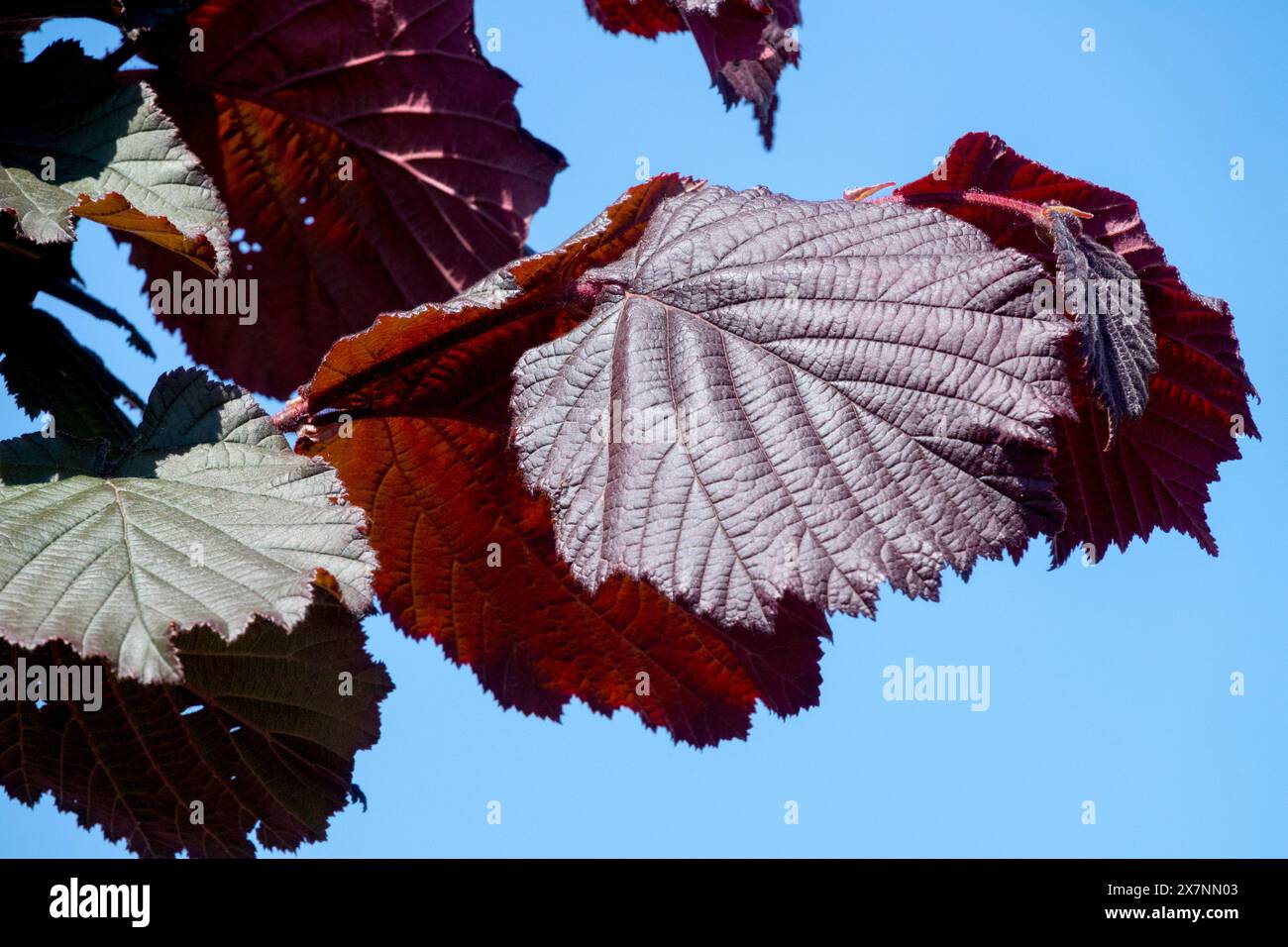 Europäischer Filbert Corylus avellana „Rote Zellernuss“ Stockfoto