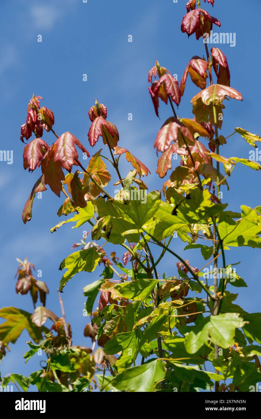 Dreizähniger Ahorn Acer buergerianum Trident Ahorn Stockfoto