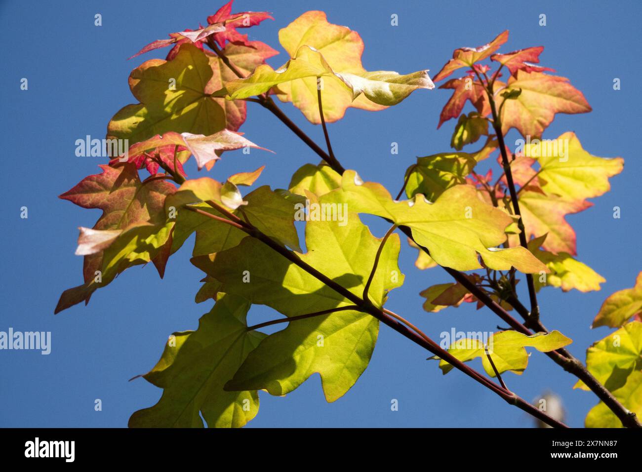 Freemans Maple Acer x Freemanii „Autumn Blaze“ Hybrid Red Maple, Blätter Stockfoto