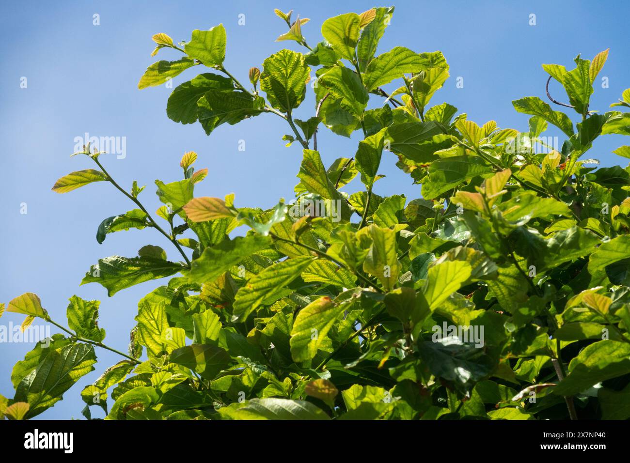 Persisches Parrotia, Parrotia persica, Maifrühling, Blätter, Persisches Eisenholz Stockfoto