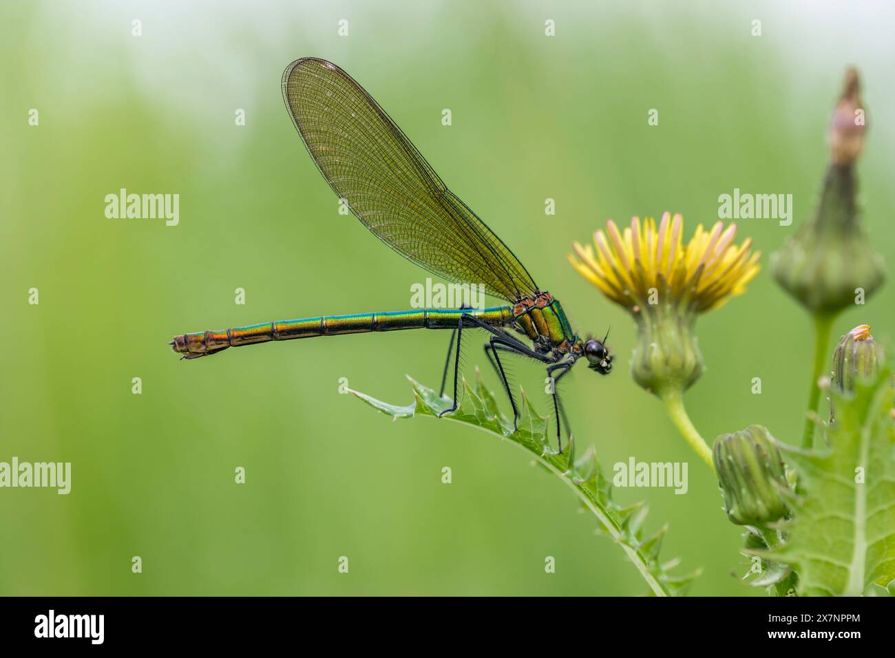 Banded Demoiselle; Calopteryx splendens; weiblich; UK Stockfoto
