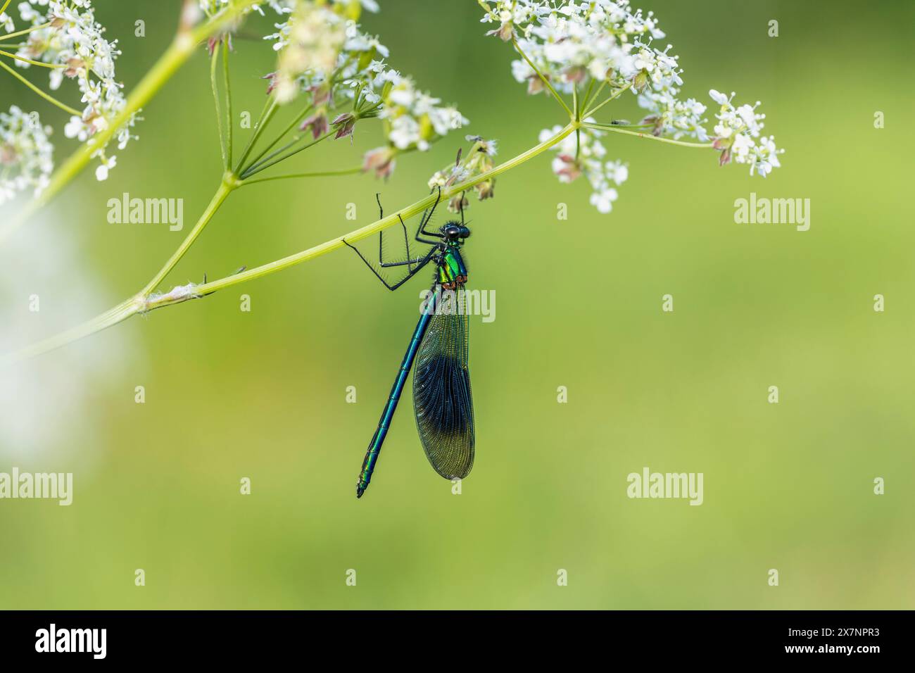 Banded Demoiselle; Calopteryx splendens; männlich; UK Stockfoto