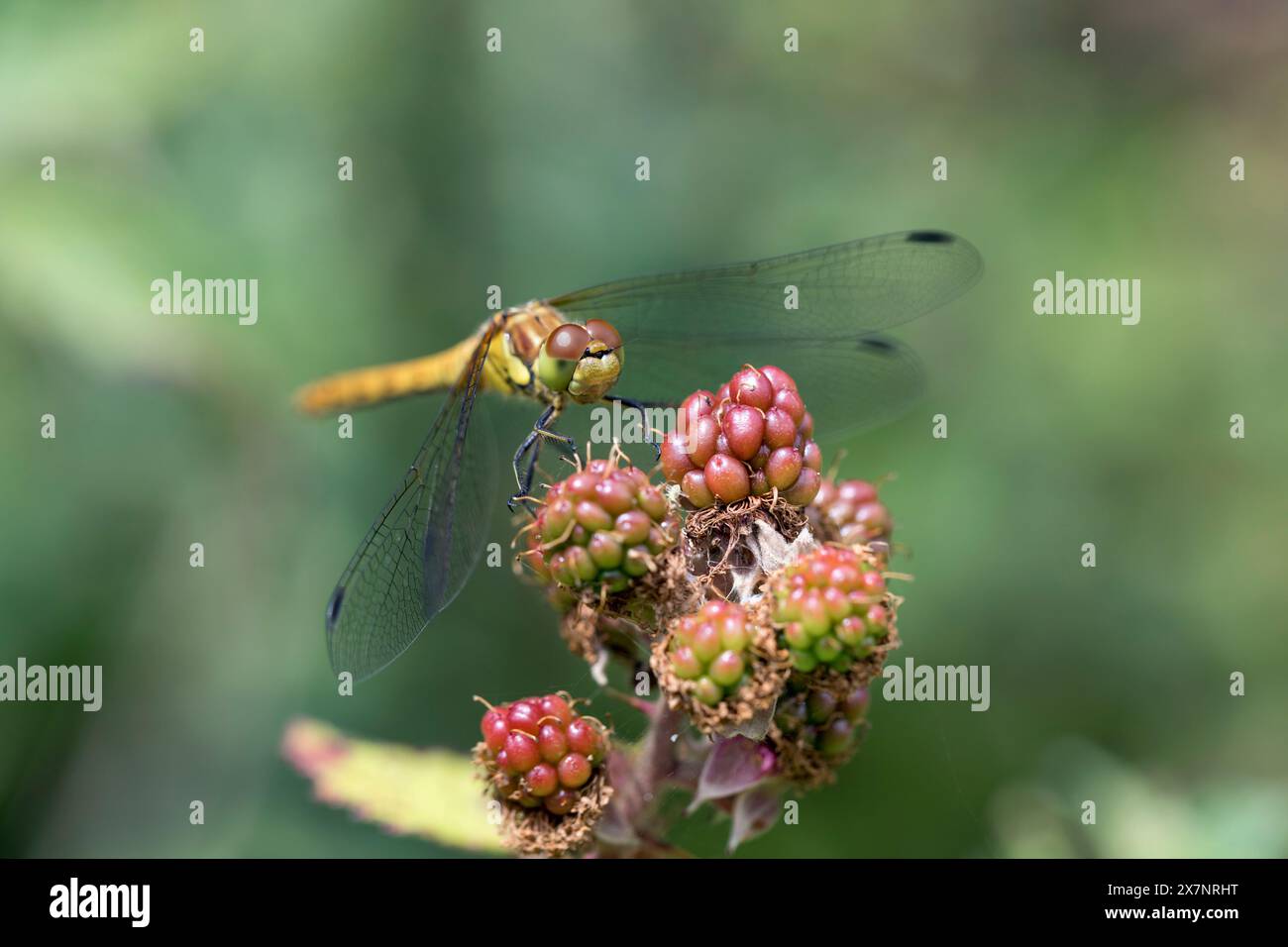 Common Darter Libelle; Sympetrum striolatum; weiblich auf Blackberry; UK Stockfoto