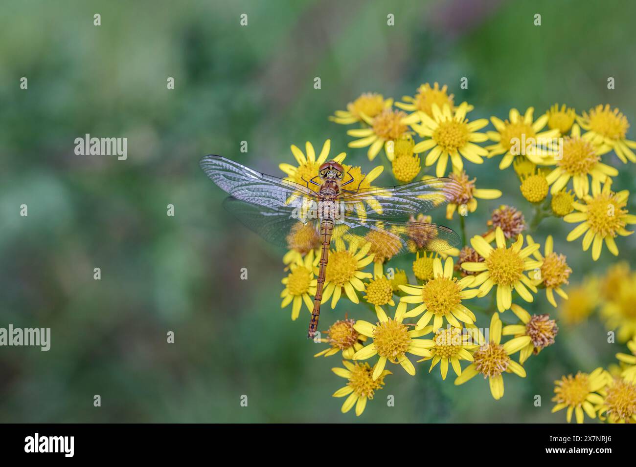 Common Darter Libelle; Sympetrum striolatum; on Flower; UK Stockfoto