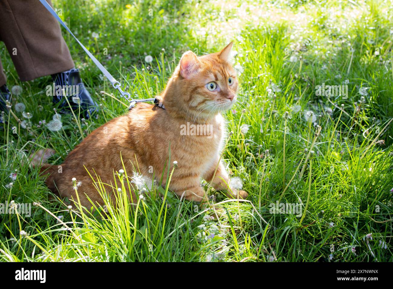 Häusliche süße Ingwerkatze, die im grünen Gras läuft Stockfoto