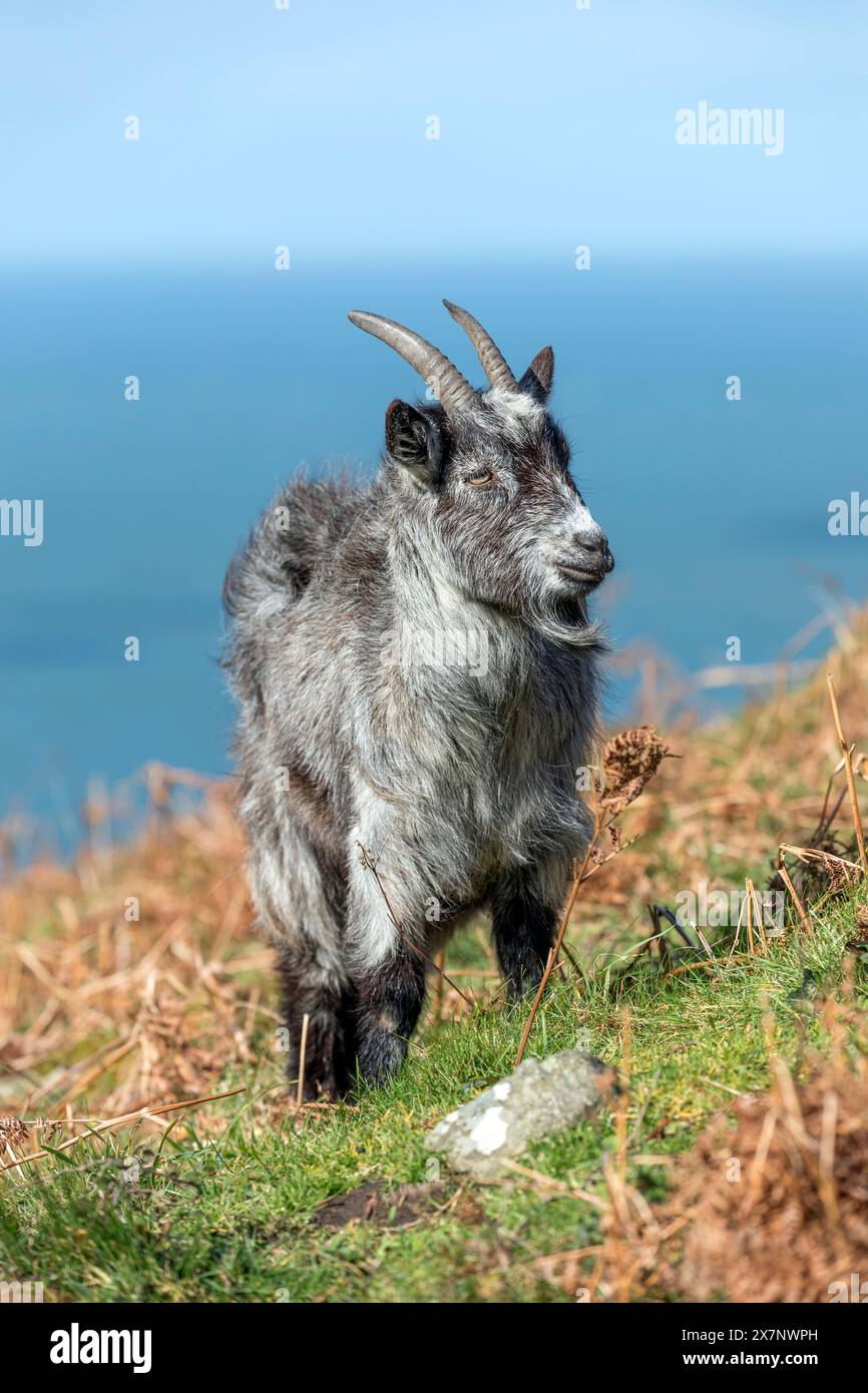 Wilde Ziege; Valley of the Rocks; Devon; Großbritannien Stockfoto