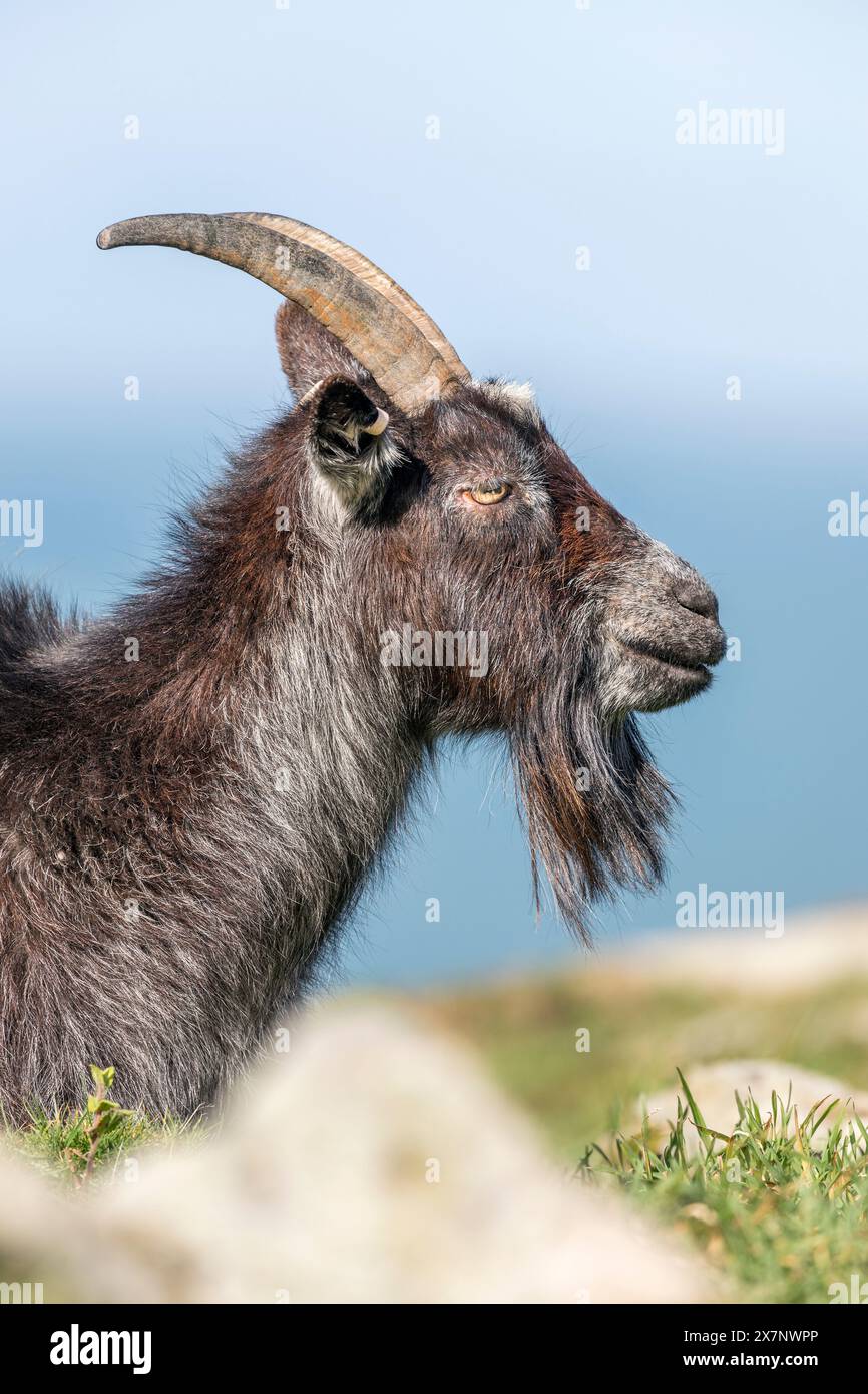 Wilde Ziege; Valley of the Rocks; Devon; Großbritannien Stockfoto