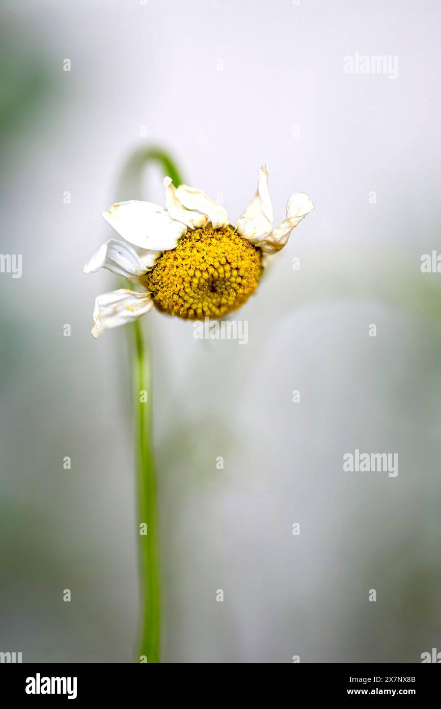 Verwelkte Anthemis arvensis, auch bekannt als Maiskamille, Mayweed, geruchslose Kamille oder Feldkamille, ist eine Art blühender Pflanze in der Gattung Stockfoto