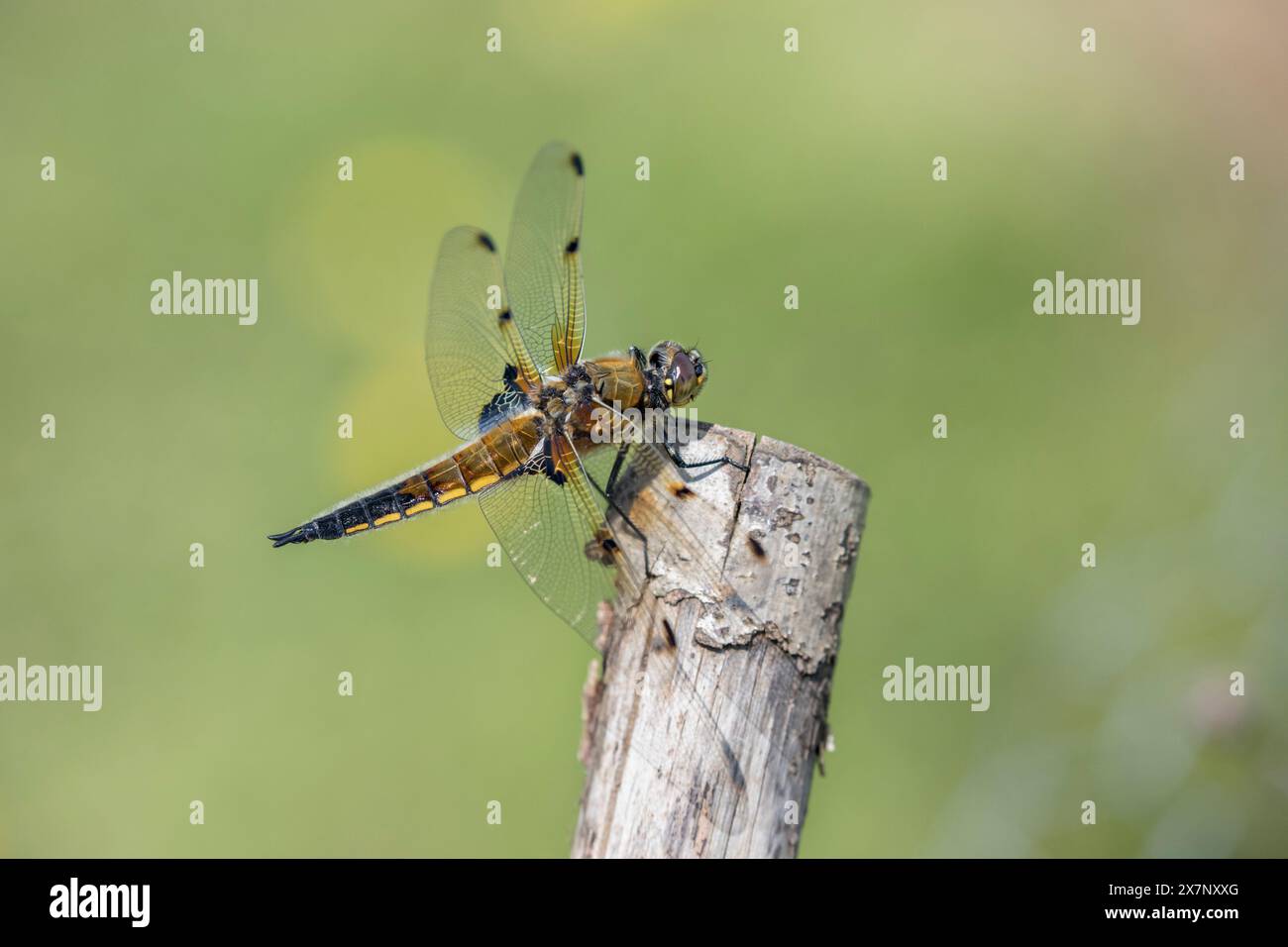 Four Spotted Chaaser; Libellula quadrimaculata; On Post; UK Stockfoto