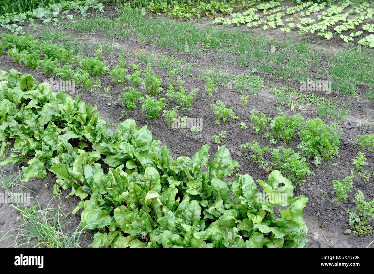 Biologisch angebaute verschiedene Gemüsesorten im Gemüsegarten, im Sommer Stockfoto