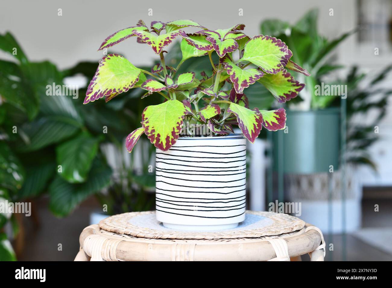 Gemalte Brennnessel 'Coleus Blumei Samt' Pflanze im Blumentopf auf Tisch im Wohnzimmer mit Zimmerpflanzen in unscharfem Hintergrund Stockfoto