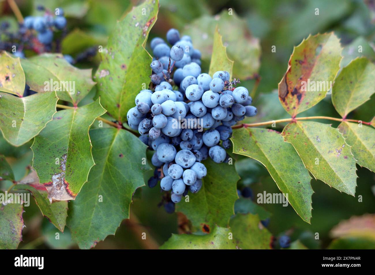 Oregon Traube oder Berberis aquifolium oder Holly-blättrige Berberitze oder Mahonia aquifolium immergrüne Strauchblühende Pflanze mit kleiner Gruppe von dichtem Dunkel Stockfoto