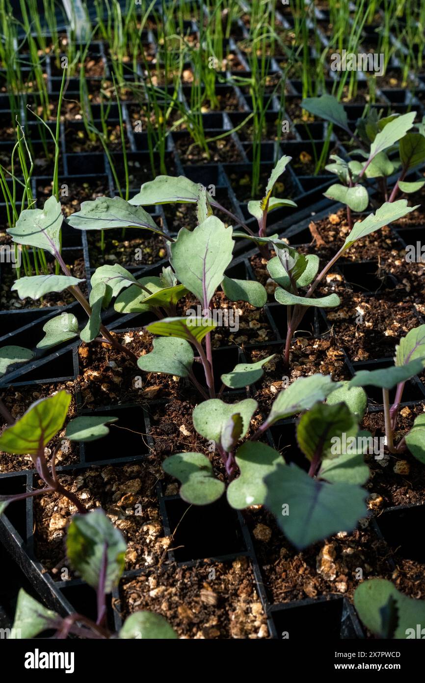 Eine aufstrebende Pflanze im gemeinsamen Garten der Flemo Farm Association in einem Gewächshaus am Marc Garneau Collegiate Institute der Toronto District School Stockfoto