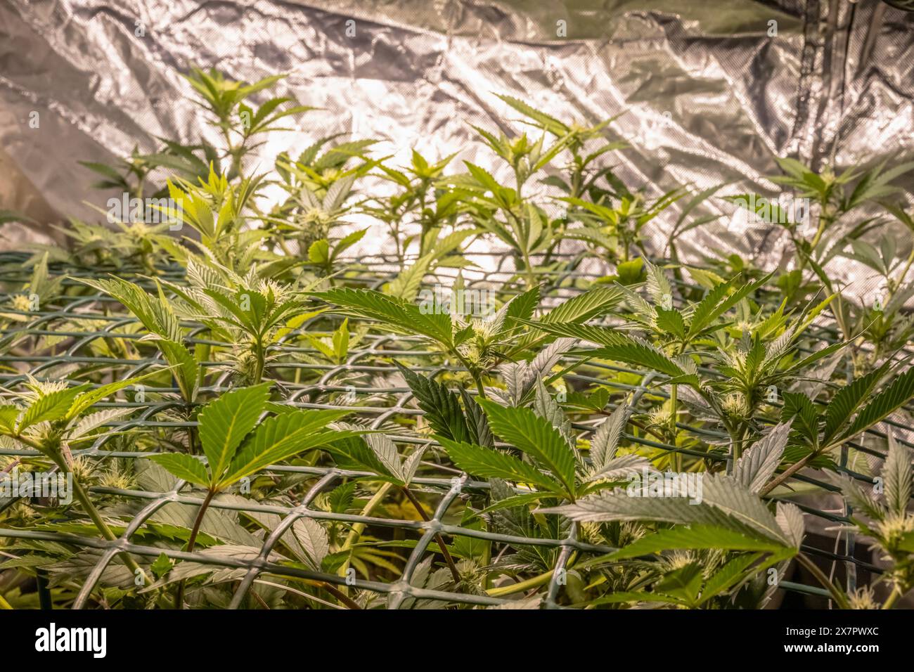 Weibliche Blüte Marihuana SOG Meer von grünem Netz Hanf Anbautechnik Growth Pot in wuchernden