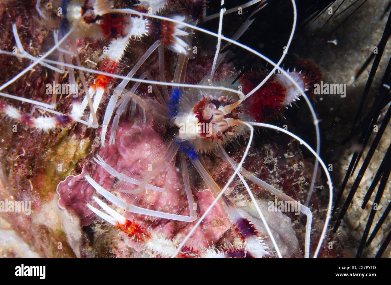 (240521) -- SANYA (HAINAN), 21. Mai 2024 (Xinhua) -- Blaue Korallengarnelen sind auf der Marinestanch der Insel Wuzhizhou in Sanya, südchinesischer Provinz Hainan, am 16. Mai 2024 abgebildet. Die Marine Ranch der Insel Wuzhizhou, Chinas erste tropische Marine Ranch, hat bemerkenswerte Fortschritte bei der ökologischen Restaurierung und Erhaltung der Fischereiressourcen gemacht. Künstliche Riffe werden weltweit genutzt, um die Meeresökologie zu verbessern, indem zusätzliche Lebensräume für lokale Wasserorganismen und Fische geschaffen werden. Im April 2024 hat die Marinestanch etwa 80.000 Kubikmeter künstliche Riffe und Schiff-r aufgestellt Stockfoto