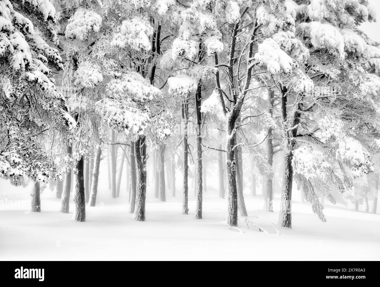 Intime Landschaftsszene eines wilden Kiefernwaldes mit Schnee bedeckt, in den ruhigen Momenten nach einem Wintersturm festgehalten. Stockfoto
