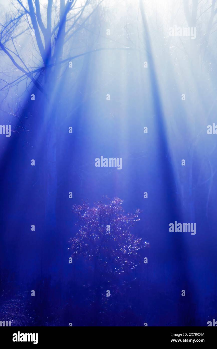 Dieses mystische Bild fängt eine Waldszene ein, die in tiefblaue Lichtstrahlen getaucht ist und einen glitzernden Baum in einer ruhigen, außerirdischen Atmosphäre hervorhebt Stockfoto