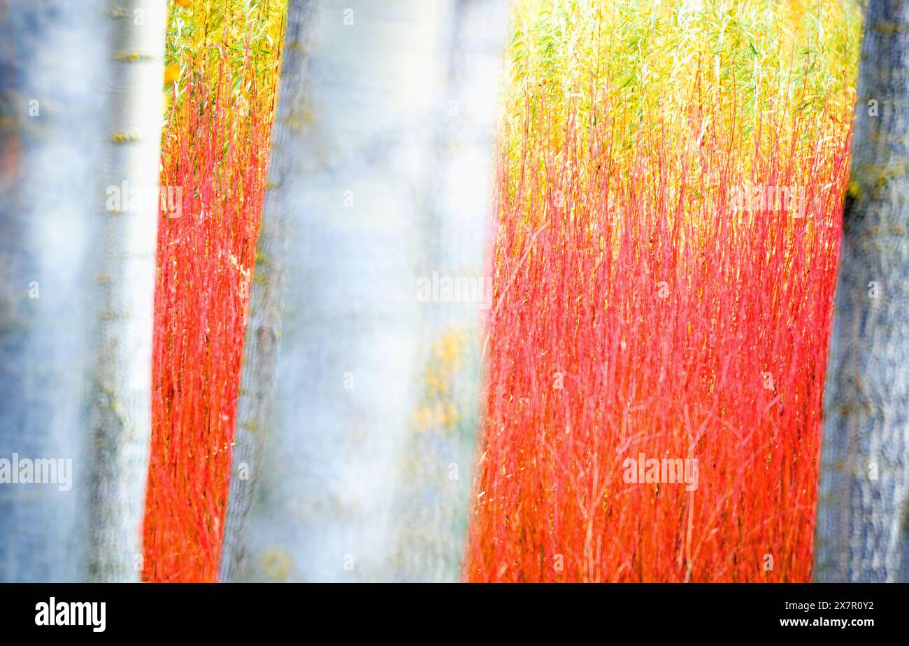 Künstlerisches Bild mit leuchtenden roten und gelben Texturen auf Baumstämmen, die einem abstrakten Gemälde ähneln, perfekt für kreative und Naturliebhaber Stockfoto