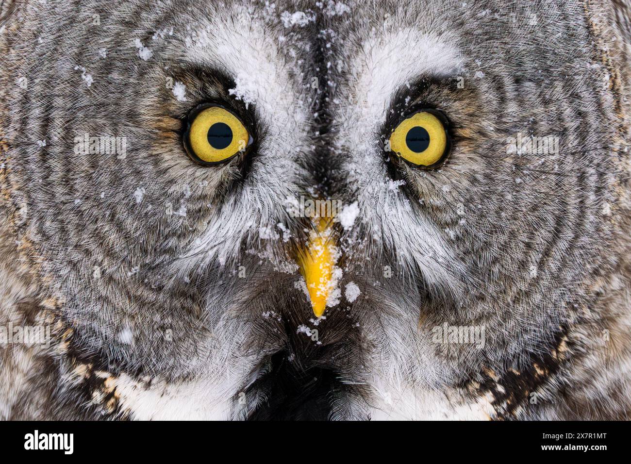 Eine intime Nahaufnahme des Gesichts einer großen grauen Eulenkeule, die seine durchdringenden gelben Augen und schneeflockenartigen Federn hervorhebt. Stockfoto
