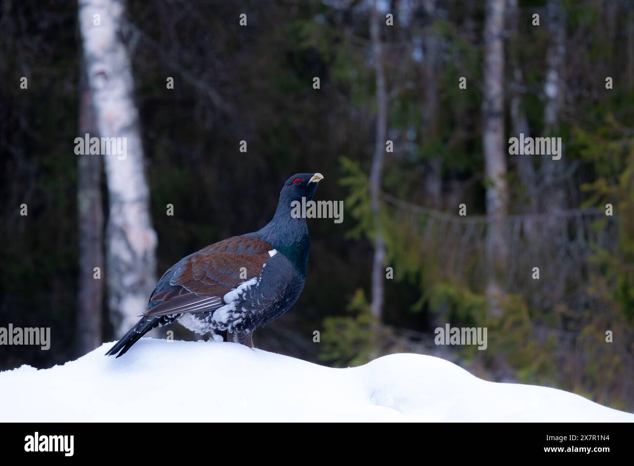 Ein Auerhühner steht majestätisch auf einem Hügel aus frischem Schnee und zeigt sein unverwechselbares Gefieder vor einer verschwommenen Waldkulisse Stockfoto