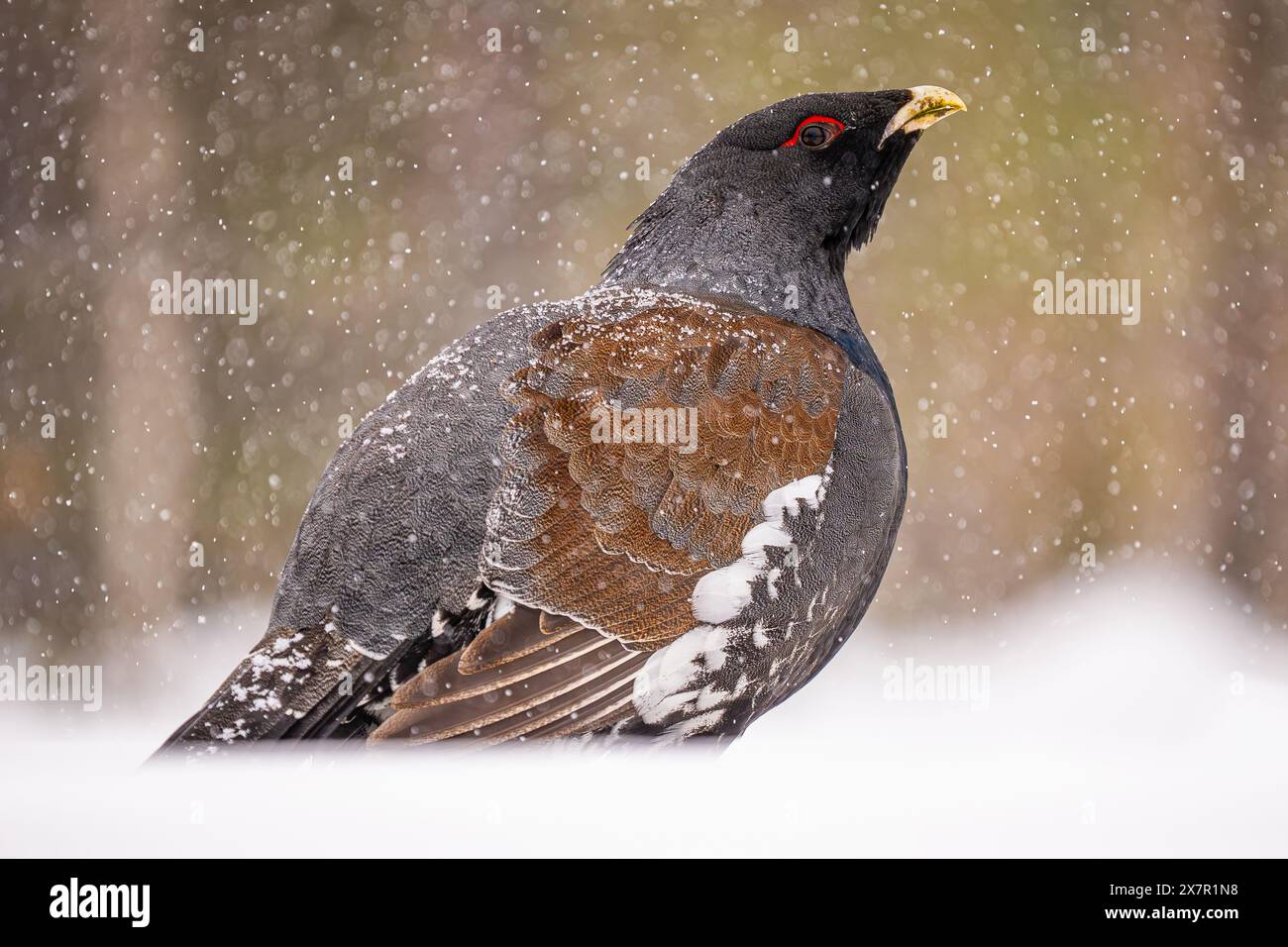 Ein Auerhuhn steht inmitten von sanftem Schneefall mit seinem markanten Gefieder und seinem leuchtend roten Augenring vor einem weichen, verschwommenen Waldboden Stockfoto