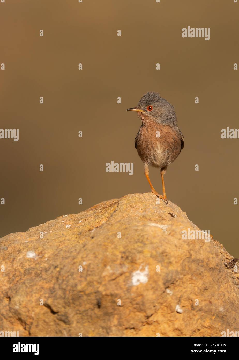 Majestätisch steht ein Dartford-Grasfänger auf einem Felsen mit einem glatten braunen Hintergrund, der sein markantes graues und rotes Gefieder und seinen roten Augenring zeigt. Stockfoto
