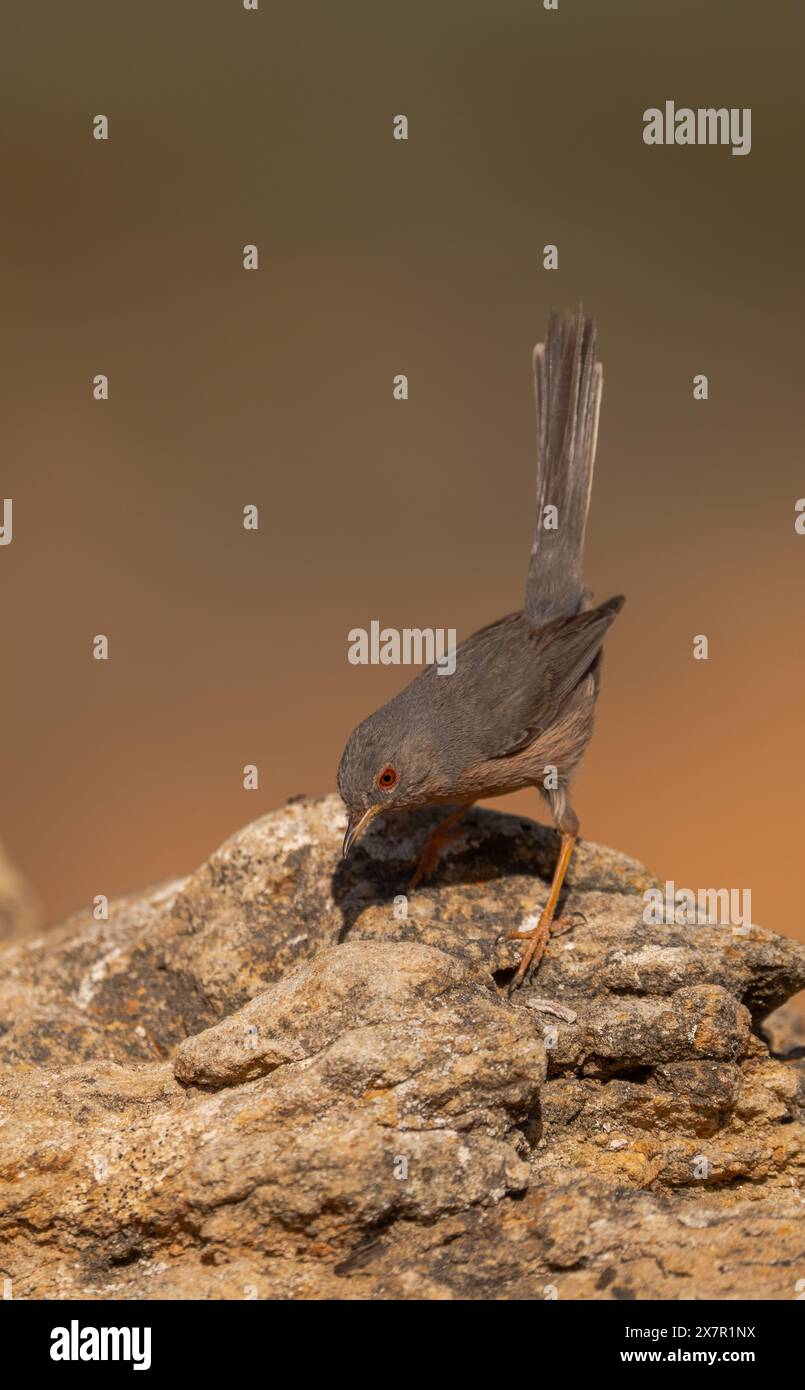 Ein grauer Passerinvogel mit auffälligen roten Augen thront aufmerksam auf einem verwitterten Felsen und zeigt sein schlankes Gefieder vor einem glatten, erdfarbenen Hintern Stockfoto