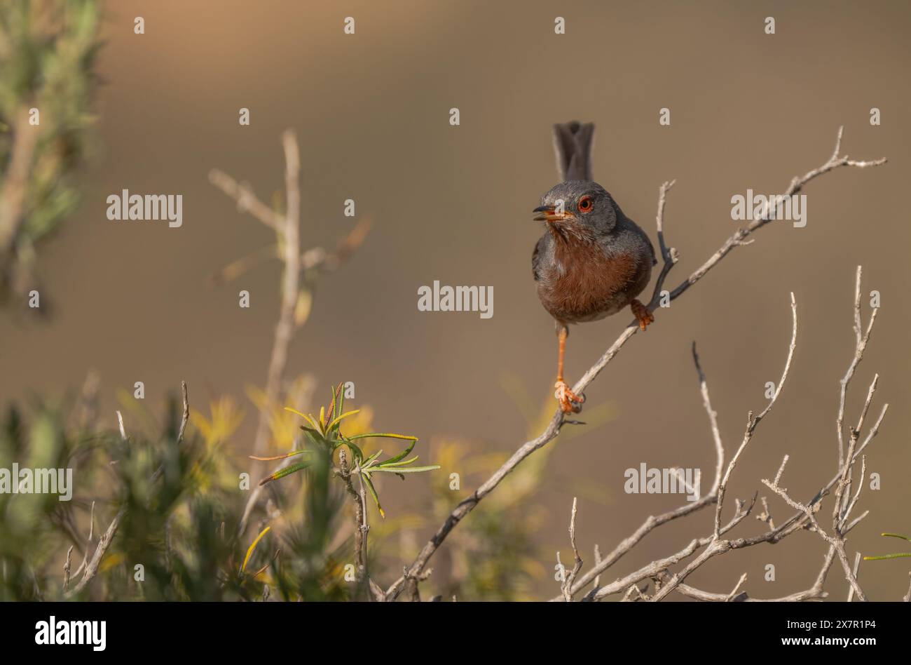 Ein eindrucksvolles Bild eines Dartford-Grasfängers mit markantem roten Augenring, der auf einem Zweig von Ginster-Vegetation thront und die natürliche Umgebung des Vogels zeigt Stockfoto