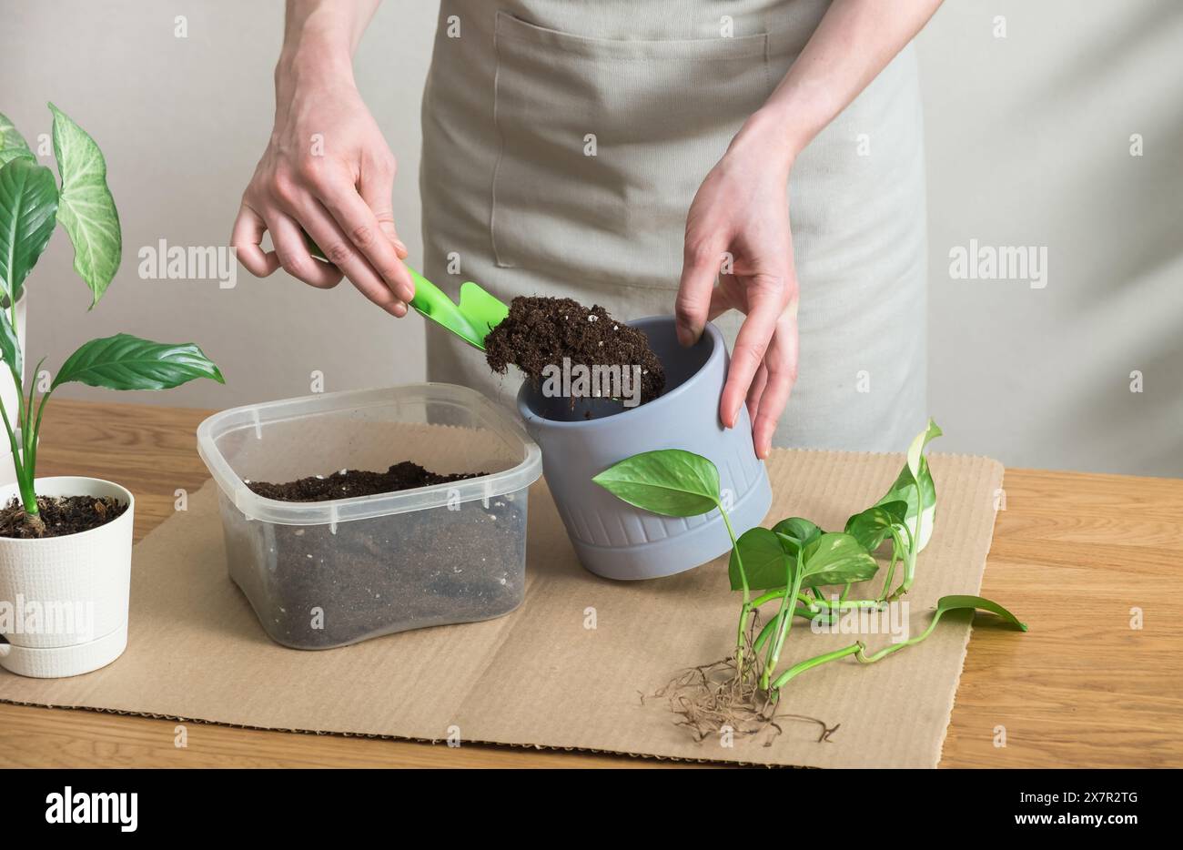 Eine zugeschnittene, nicht erkennbare Frau pflanzt eine grüne Zimmerpflanze in einen frischen Topf auf einer Holzoberfläche zu Hause um und zeigt ein Hobby in der Gartenarbeit. Stockfoto