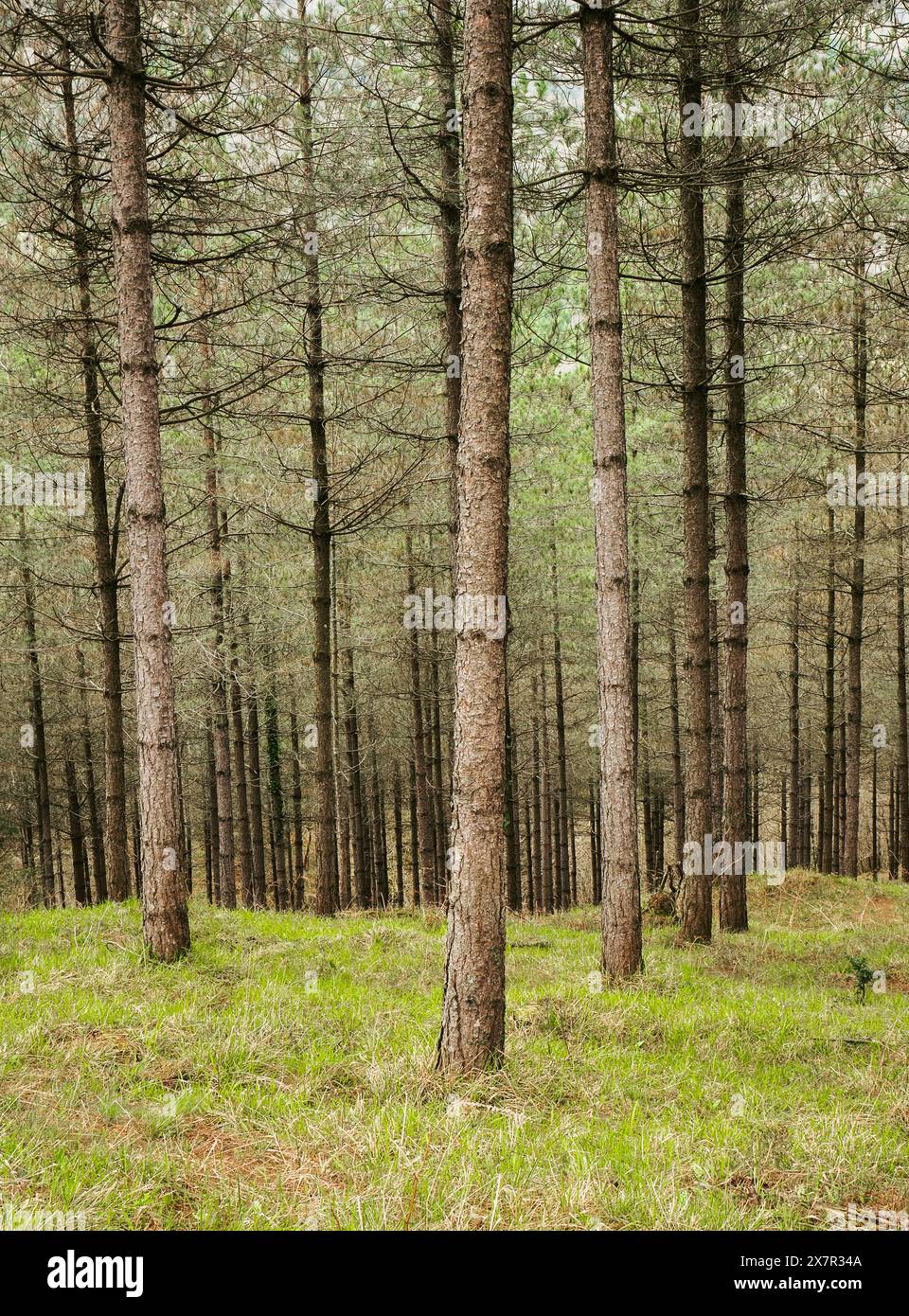 Hohe Kiefern stehen in einem dichten Wald mit leuchtend grünem Unterholz, das den Waldboden bedeckt. Stockfoto
