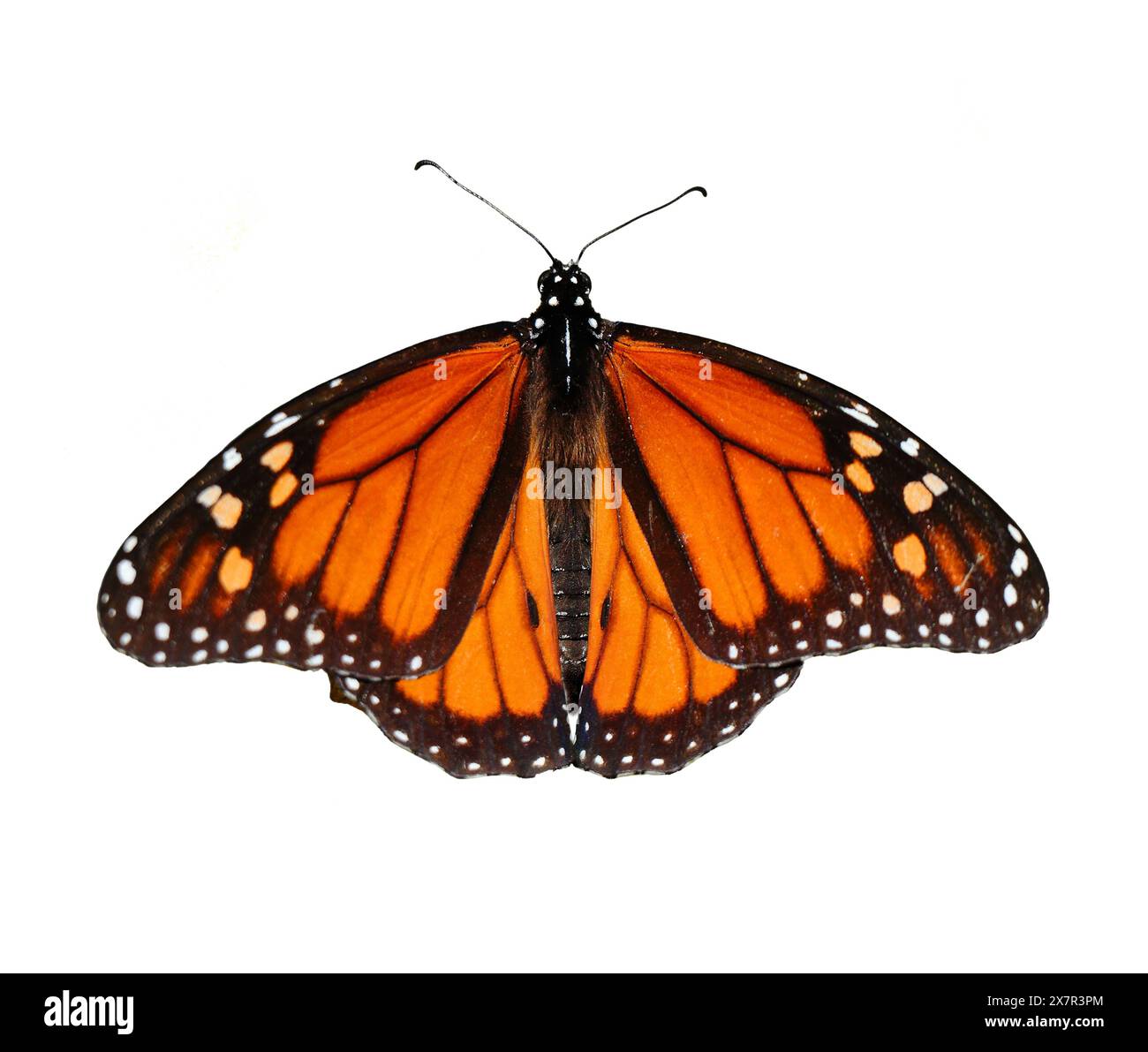Ein Monarch-Schmetterling - Danaus plexippus isoliert auf weißem Hintergrund. Oeiras, Portugal. Familie der Nymphalidae. Kopierbereich. Stockfoto