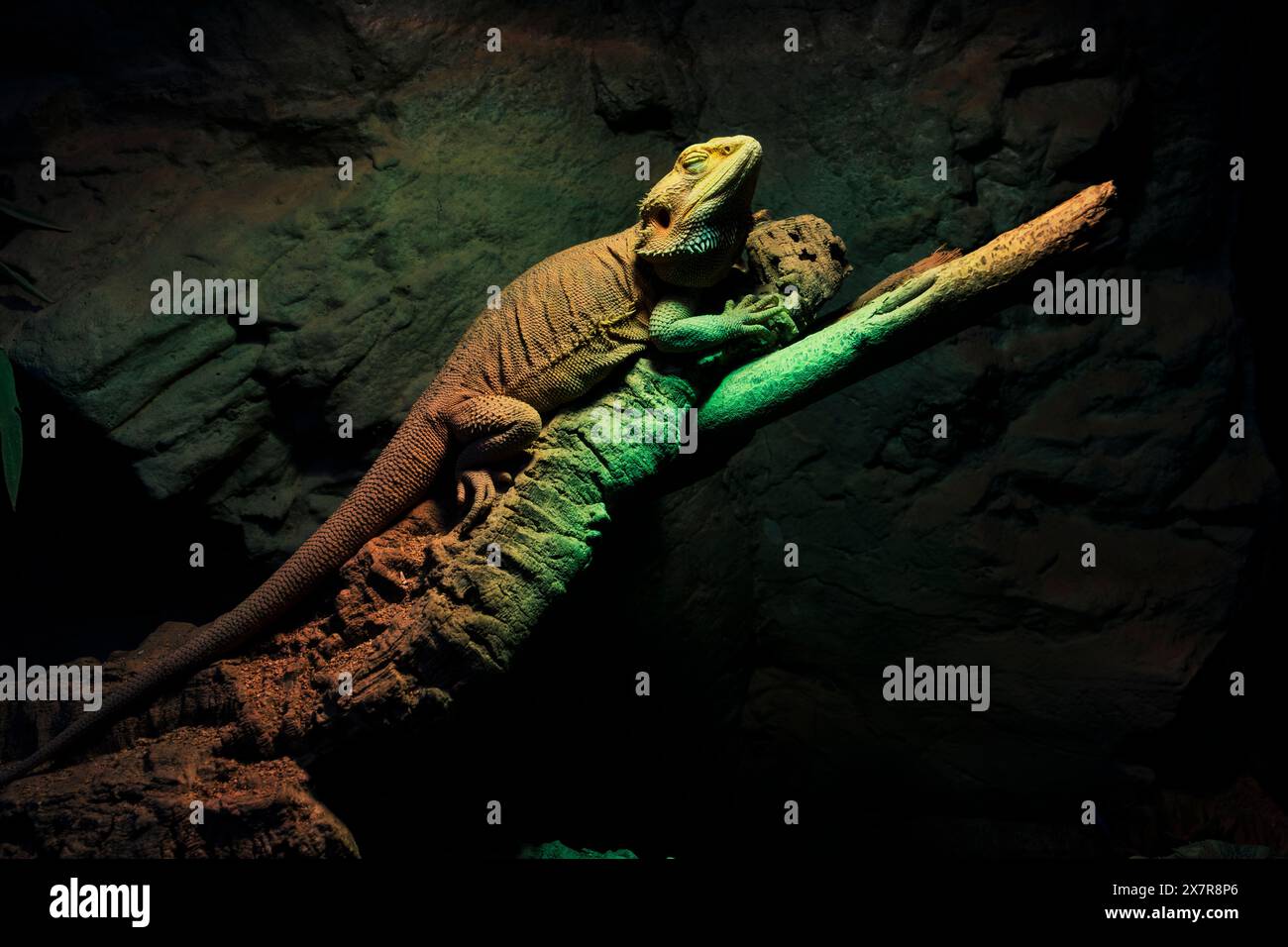 Ein bärtiger Drache liegt bequem auf einem Baumzweig in einem Terrarium. Die Ambientebeleuchtung sorgt für eine ruhige nächtliche Atmosphäre. Stockfoto