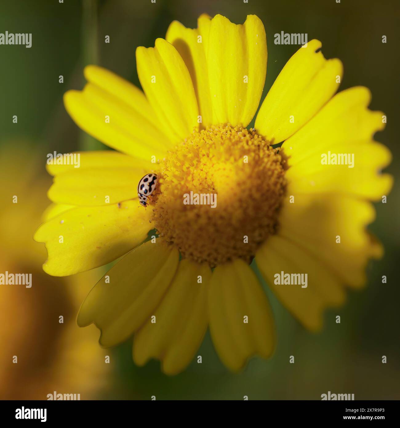 Winziges Käfer auf einer wilden gelben Blume von einer nordportugiesischen Wiese bei Sonnenuntergang Stockfoto