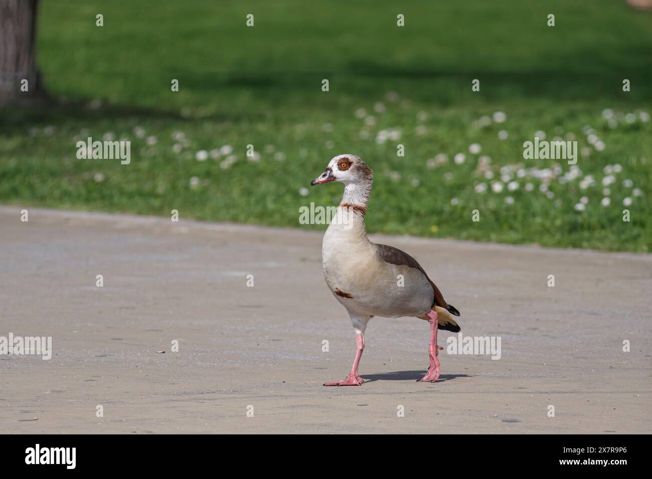 Nahaufnahme einer ägyptischen Gans an der Grenze zum Fluss Douro während seiner Fütterungstätigkeit, nördlich von Portugal. Stockfoto