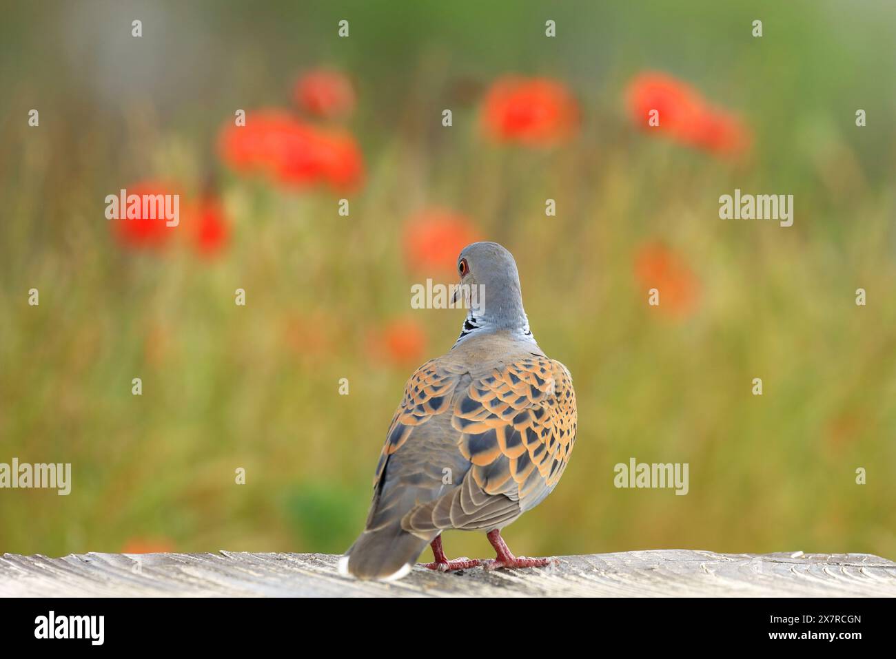 Europäische Schildkrötentaube, Streptopelia turtur, roter Mohn im Hintergrund Stockfoto